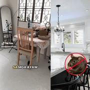 Swiftcart - Rat Repellent Spray For Car and Home